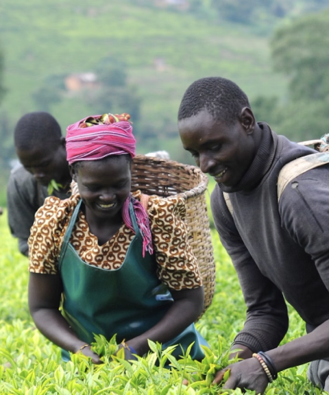 បញ្ចុះតម្លៃវិក្កយបត្រ